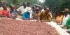 [Côte d’Ivoire] La Fondation Marie-Esther s’engage pour un cacao durable et écoresponsable